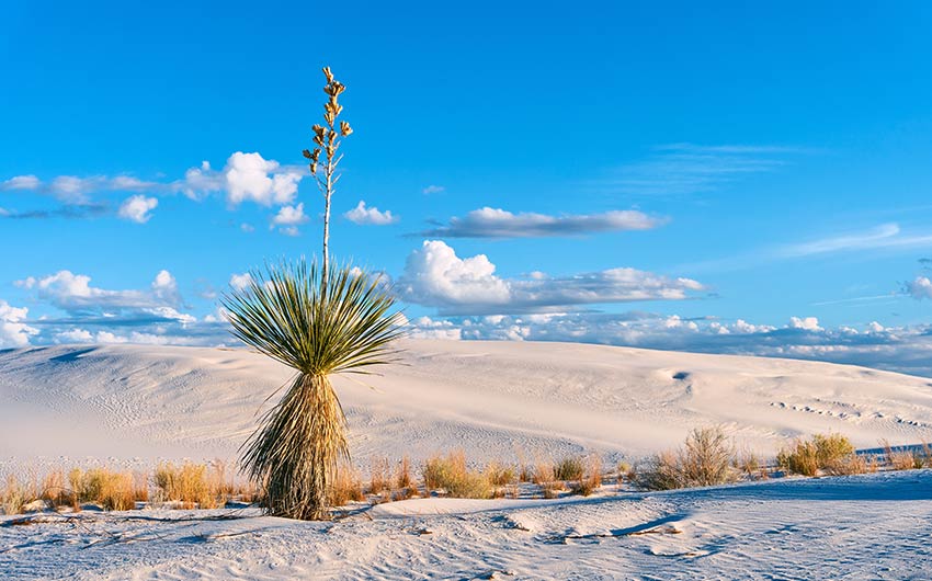 新墨西哥州-白沙國家公園